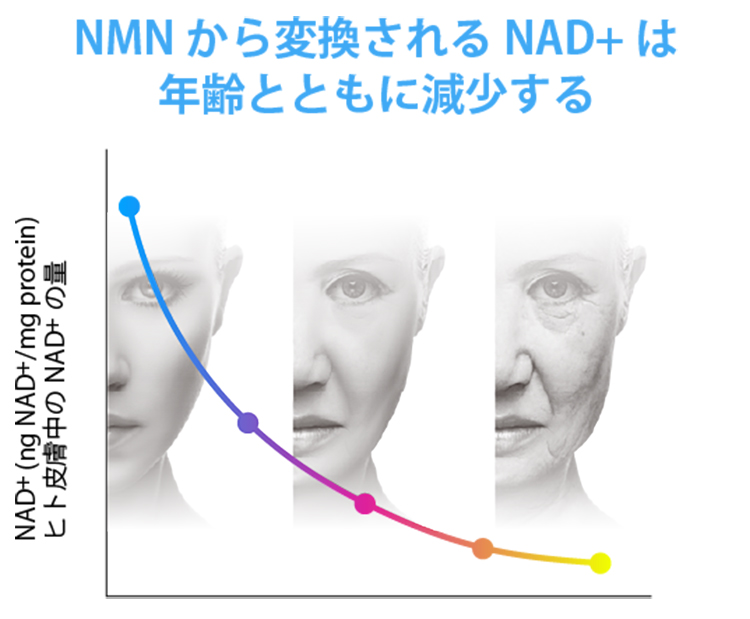 NMNから変換されるNAD+は年齢とともに減少する