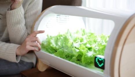 Jardinage connecté : les jeunes pousses à surveiller