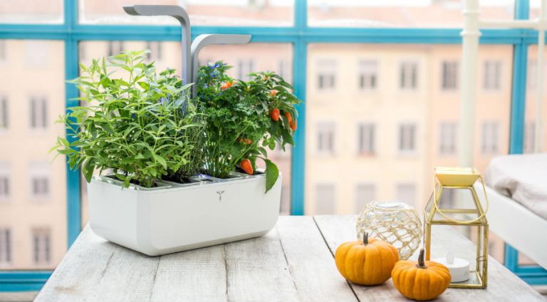 Jardinage connecté : les jeunes pousses à surveiller