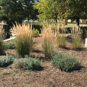 xeriscape from providence property maintenance landscaping commercial snow removal