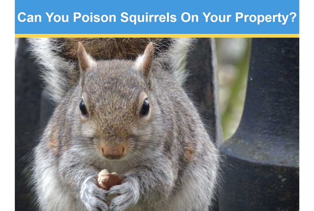 Can You Poison Squirrels On Your Property? Critter Stop