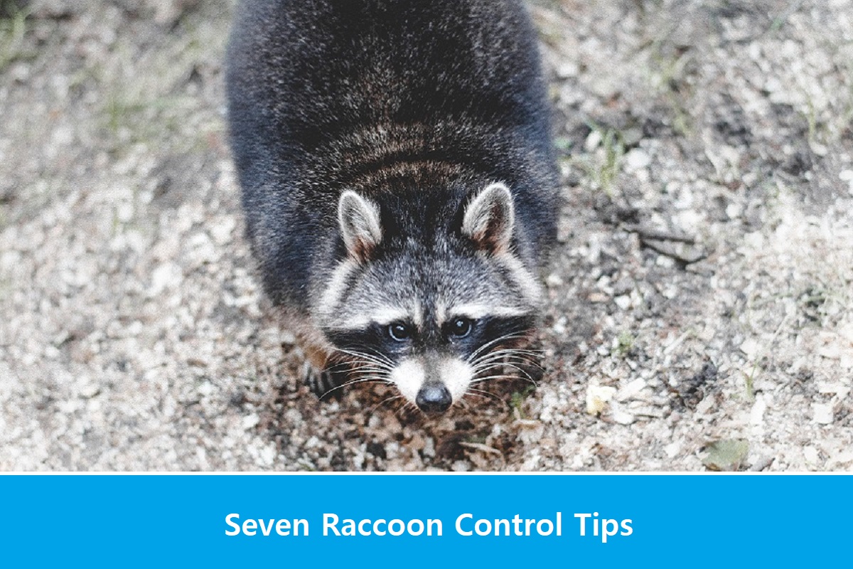 Seven Raccoon Control Tips Signs of Raccoon in House Critter Stop