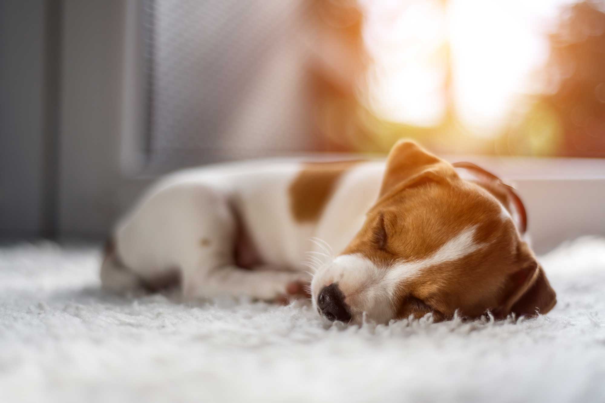 Carpet Cleaning and Water Damage Restoration in Southern Virginia The