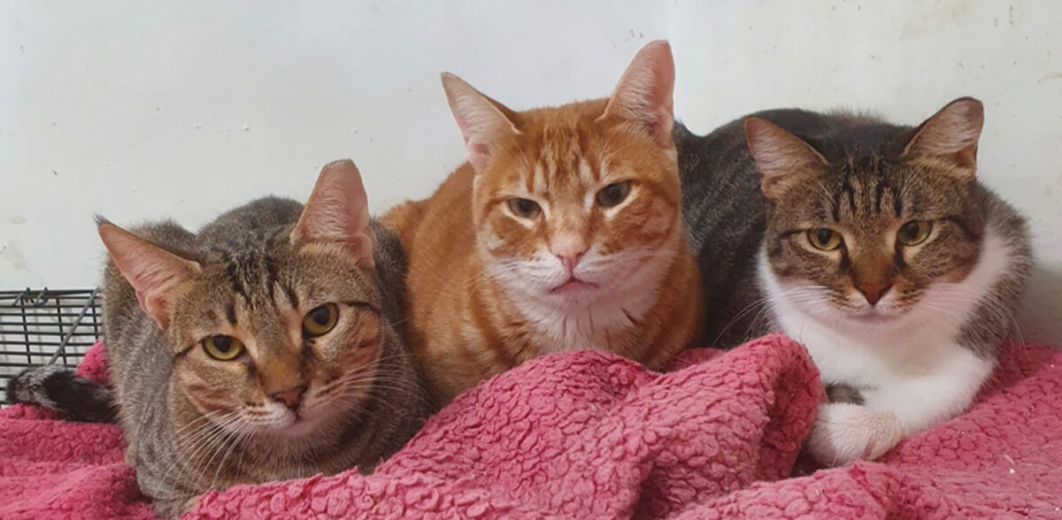 a bunch of cute cats who were rescued by Voice4Cats