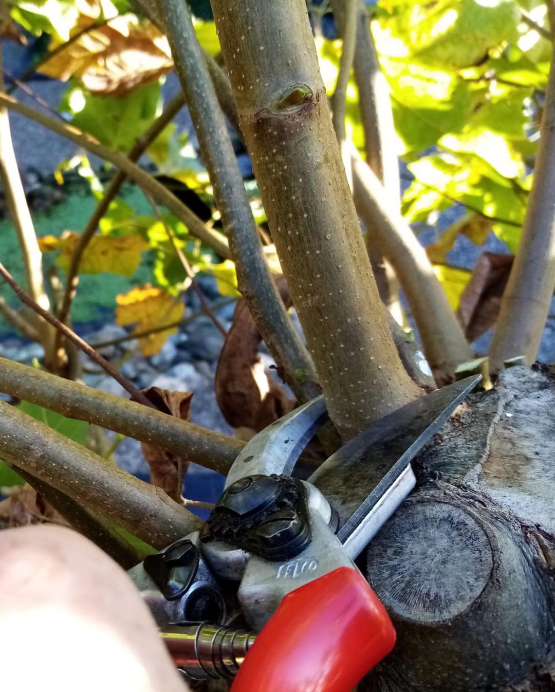 Snoeien van bomen en struiken voor een optimale bloei