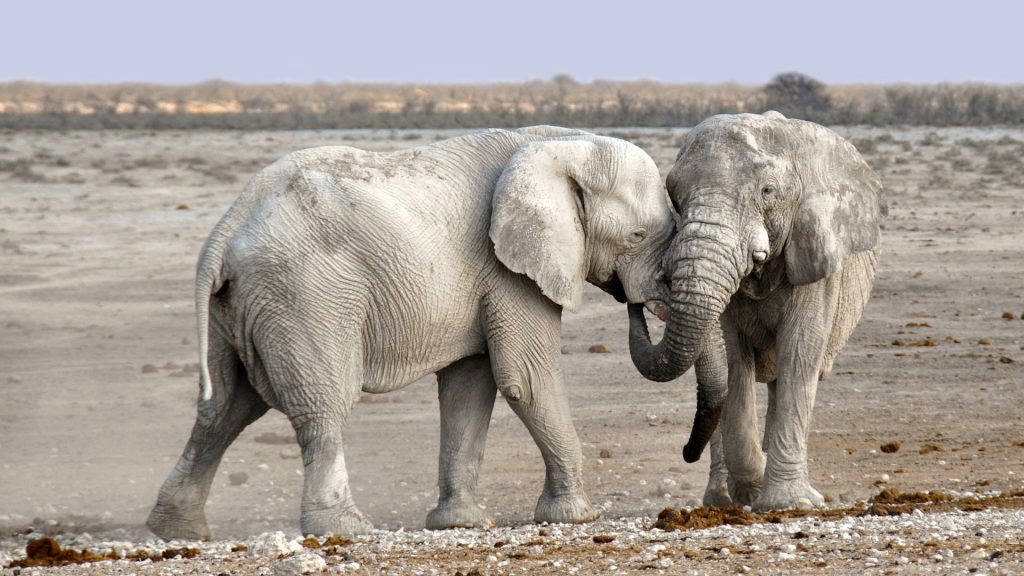 elephants