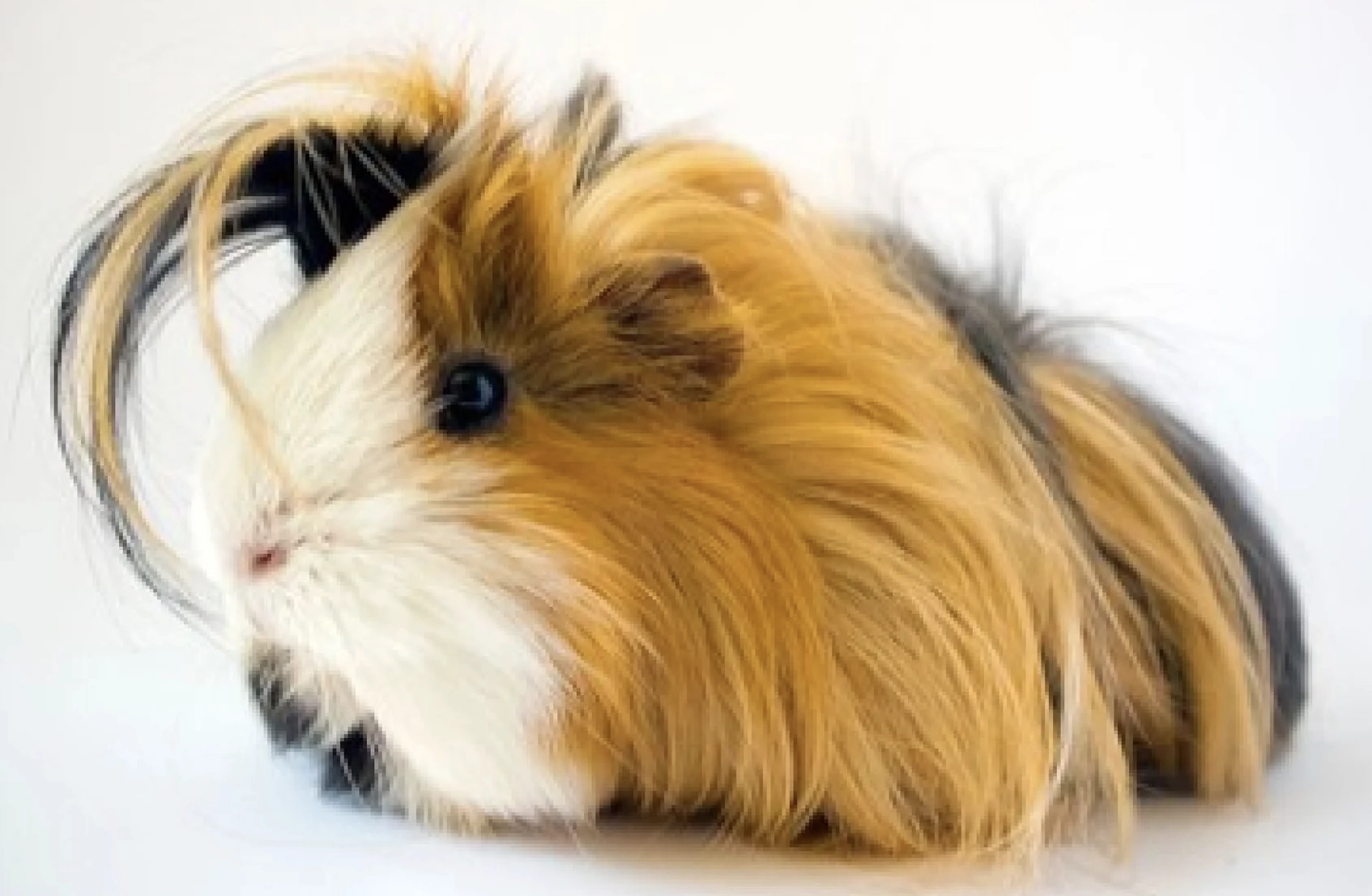 Find Out What is Going on in the Gut of a Cavy?