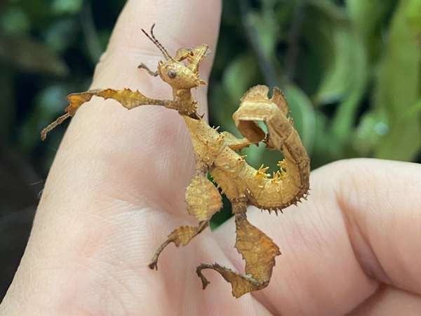 Meet Spiny Leaf Insects available - Insect - Brontosaurus