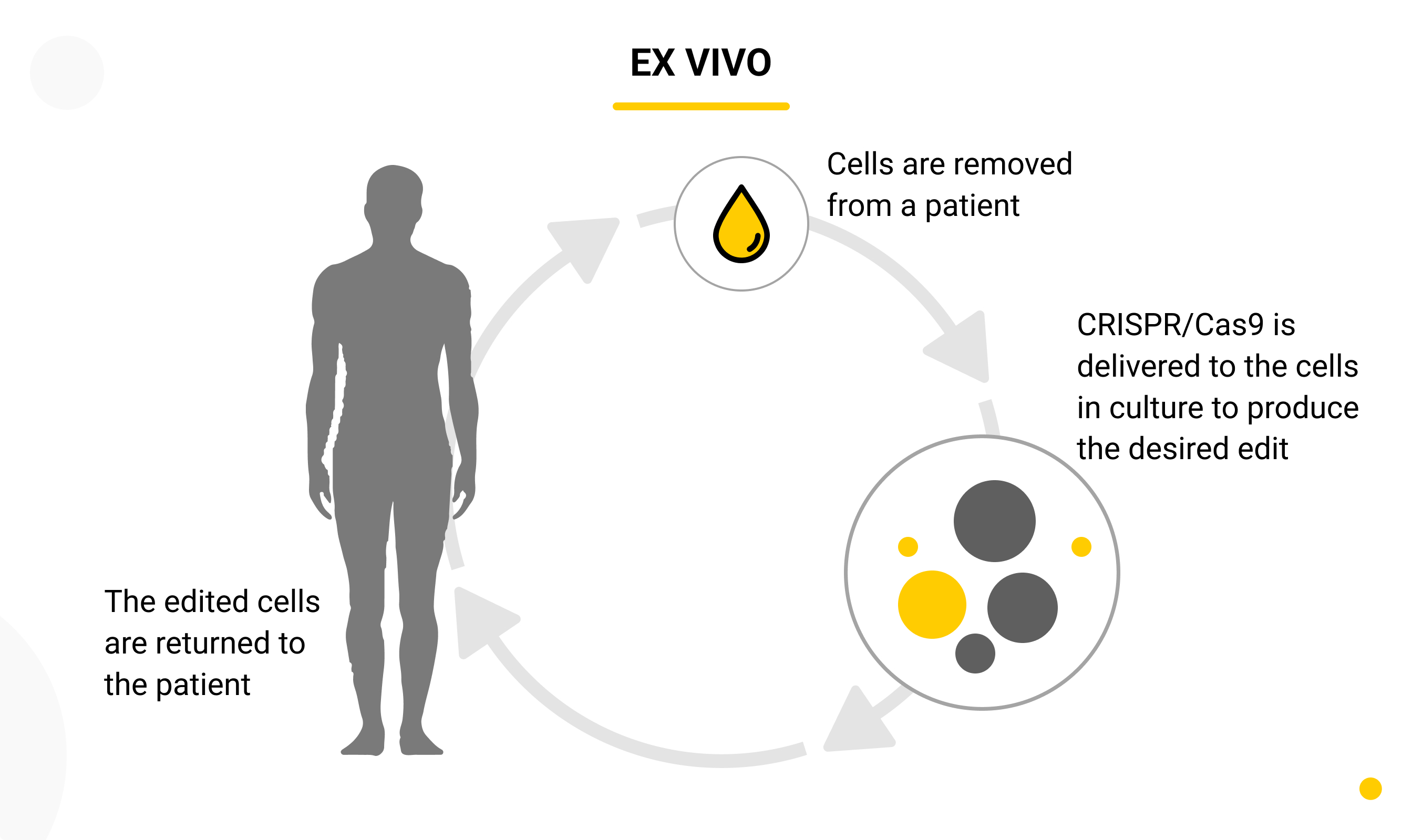 EX VIVO