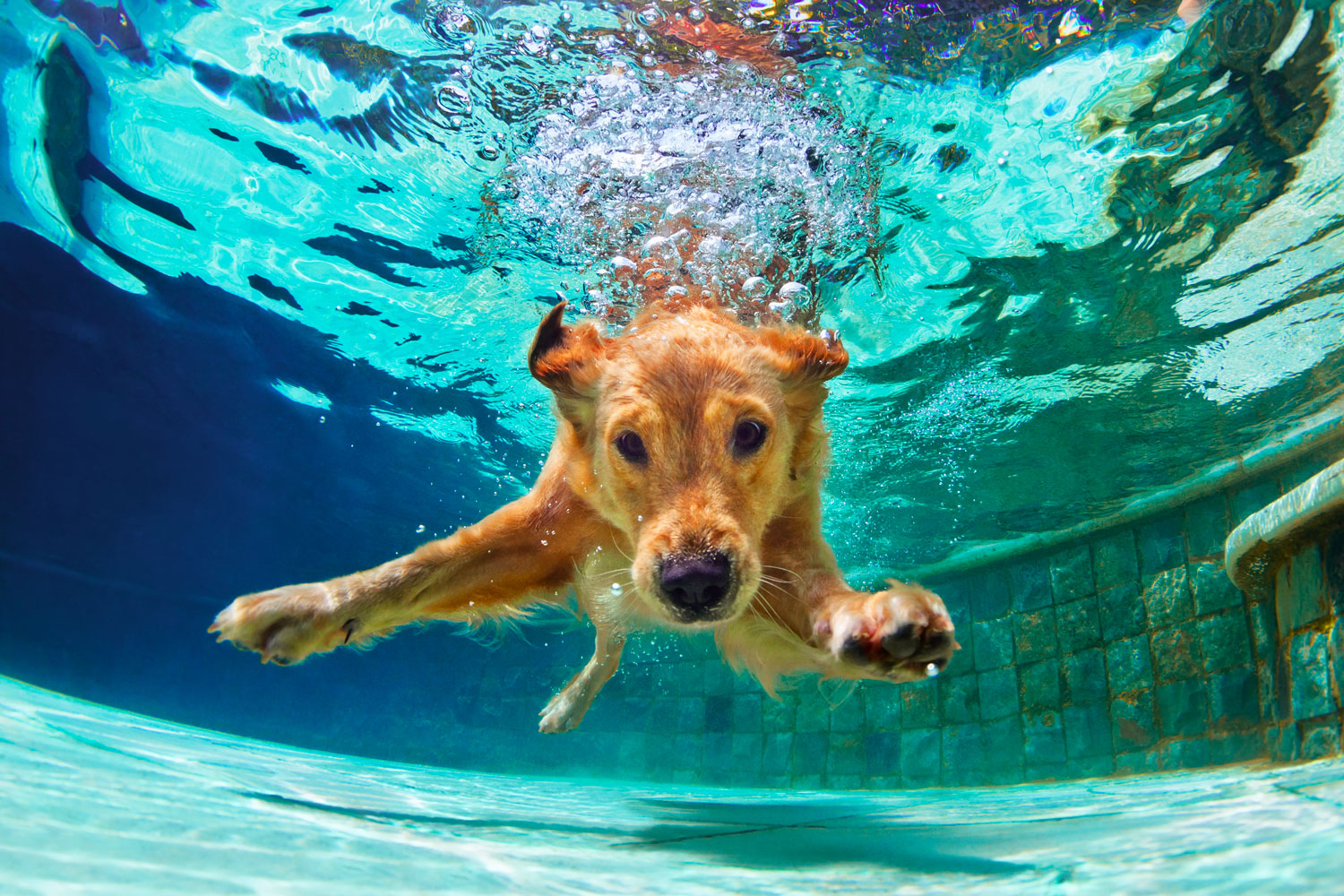 Contact Us No Worries Pool Care