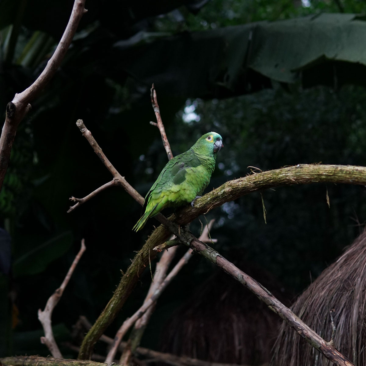 A green parrot sitting on a branch in the Amazon rainforest
