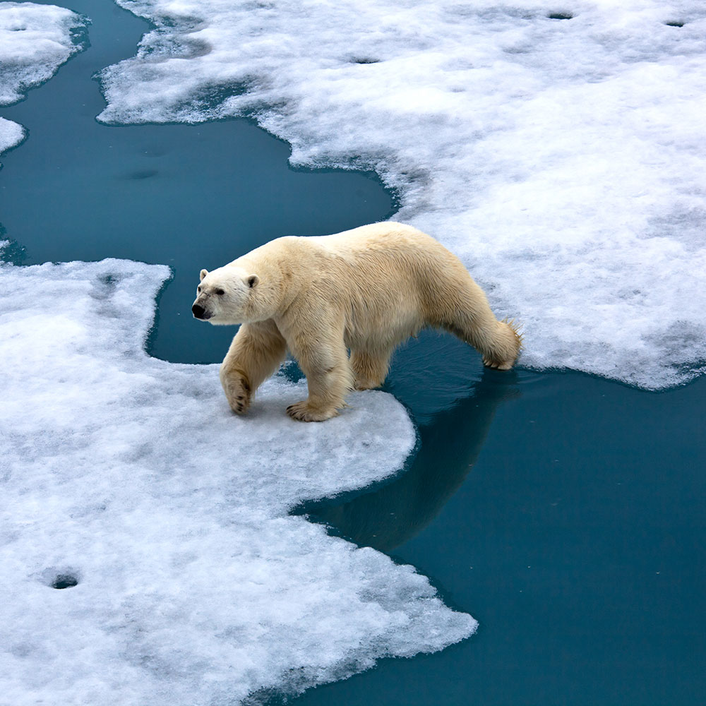A Polar Bear stepping between two icebergs