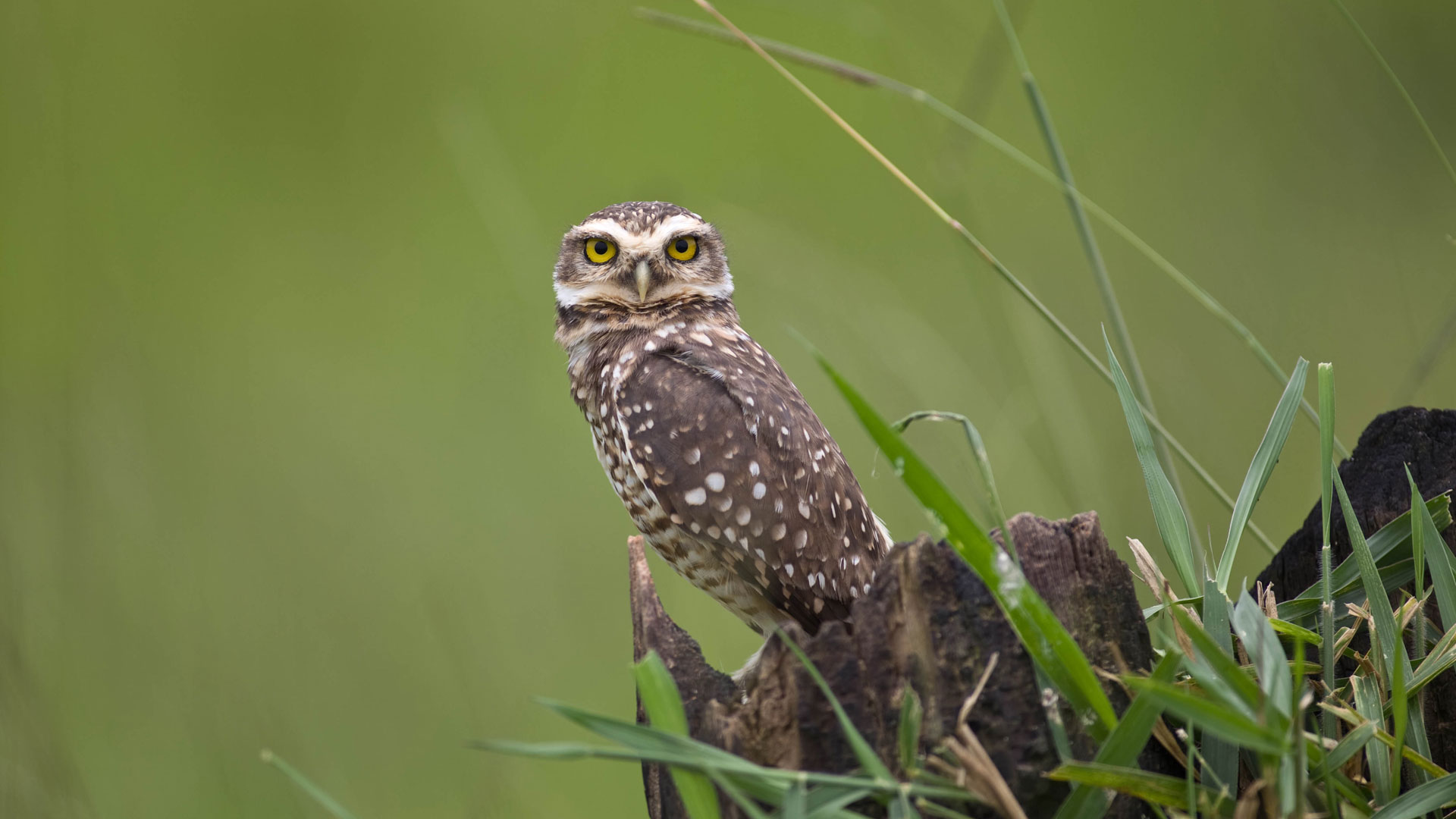 An owl