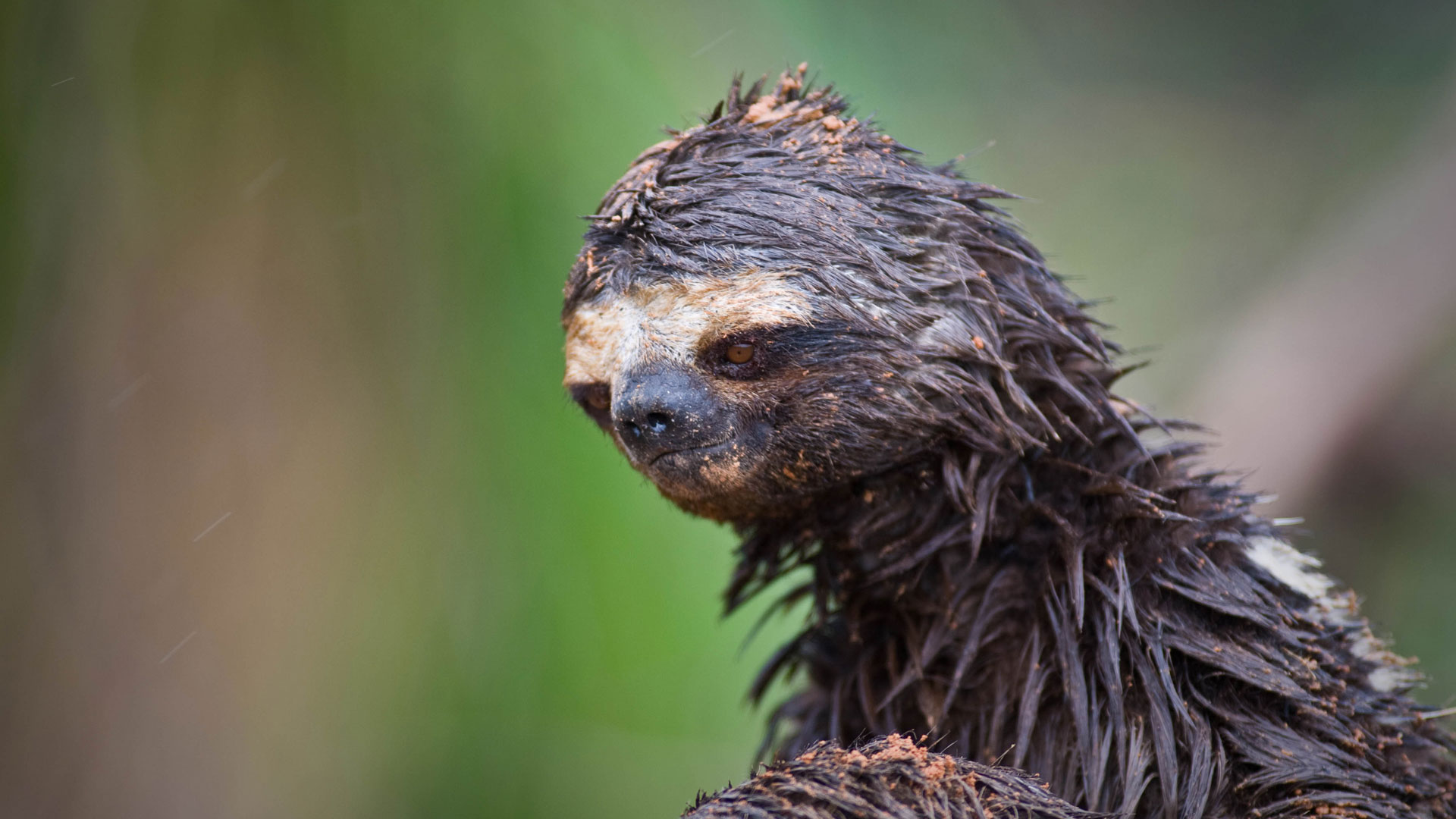 Close-up of a sloth