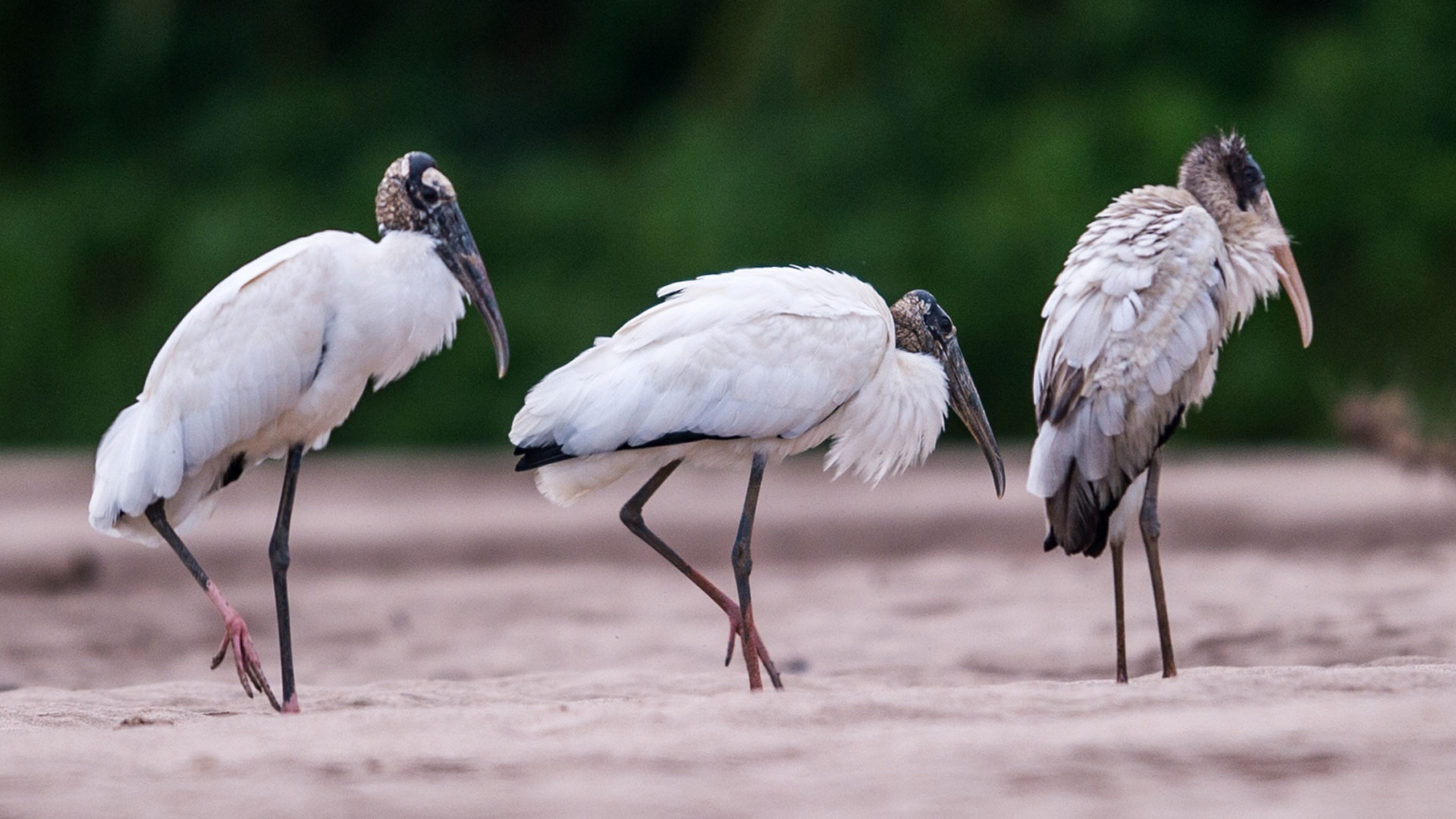 Three long-legged birds on the river bank
