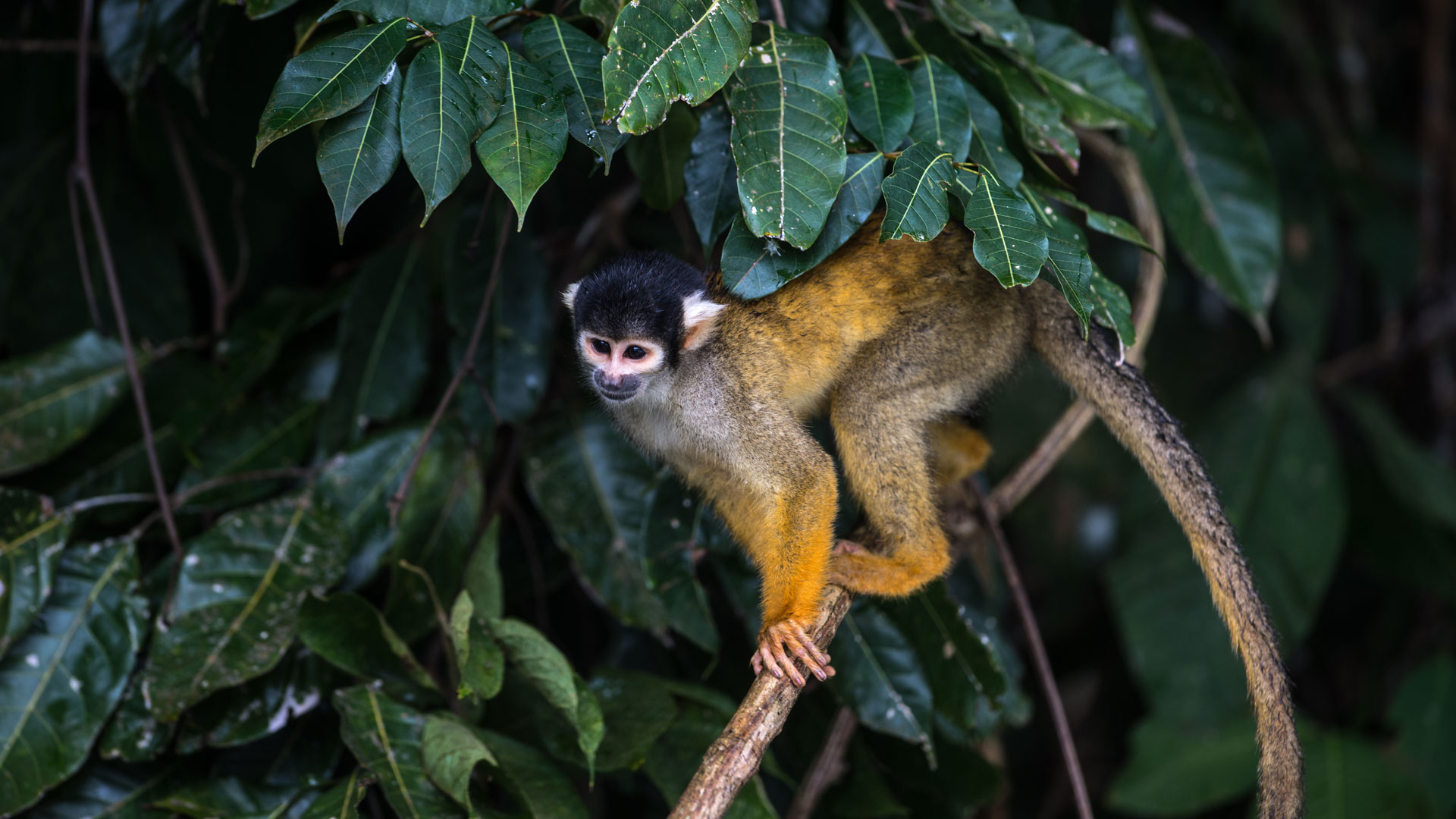 A small monkey sitting on a branch