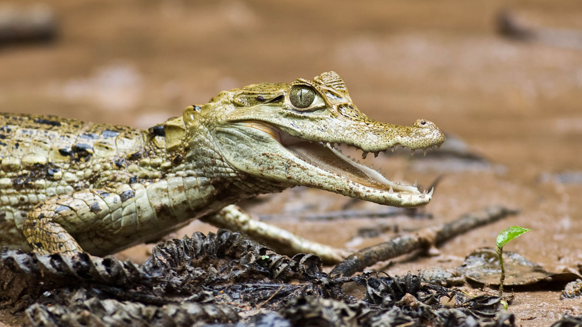 A small caiman
