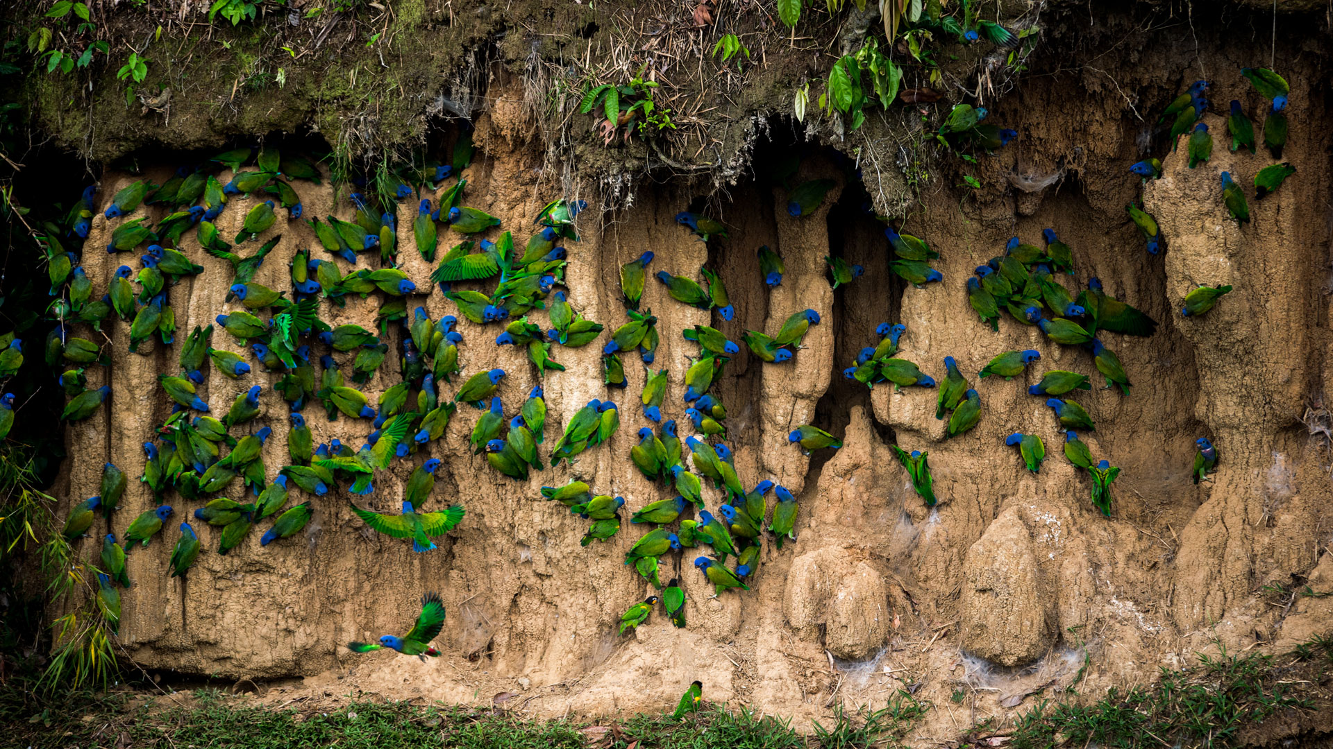 Lots of brightly coloured green and blue birds sitting on the side of a mud bank