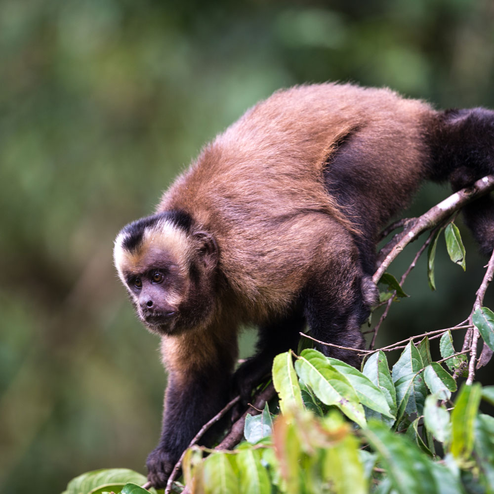 Monkey climbing along a branch in the forest
