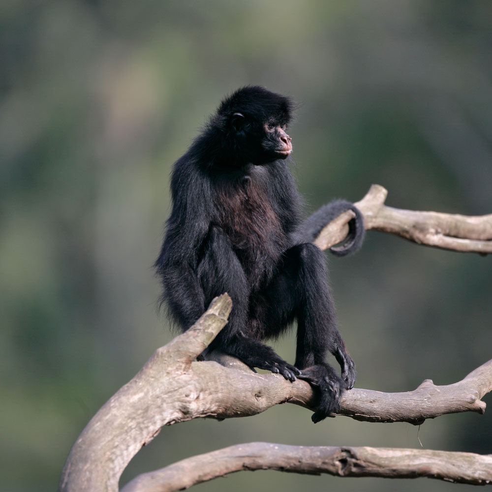 Black-faced spider monkey sitting on a branch