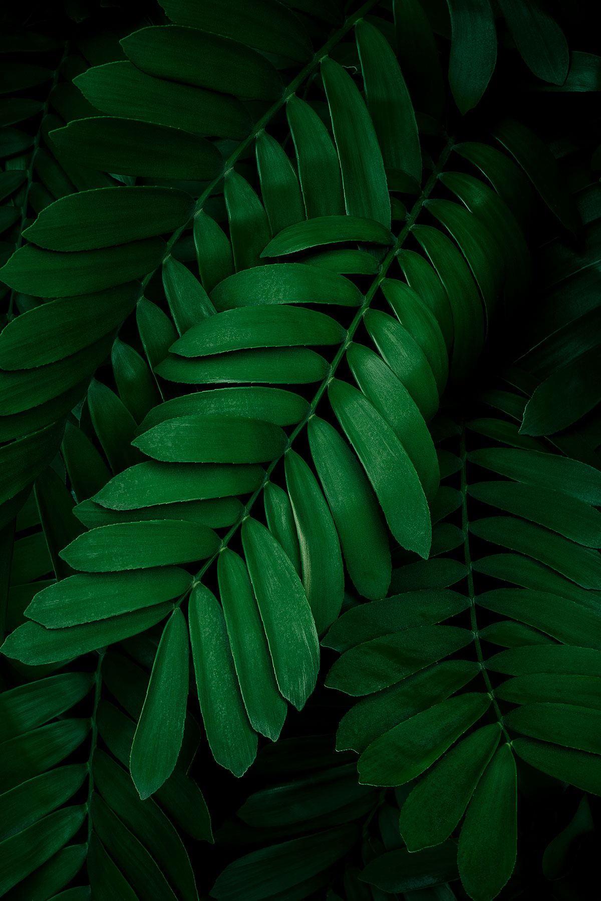 Image of green leaves on a dark background.
