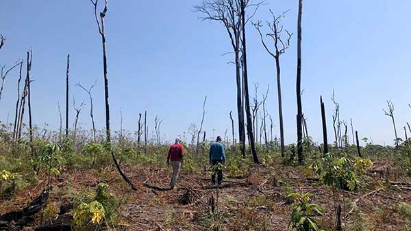 Two people walking through a new area of forest with young trees