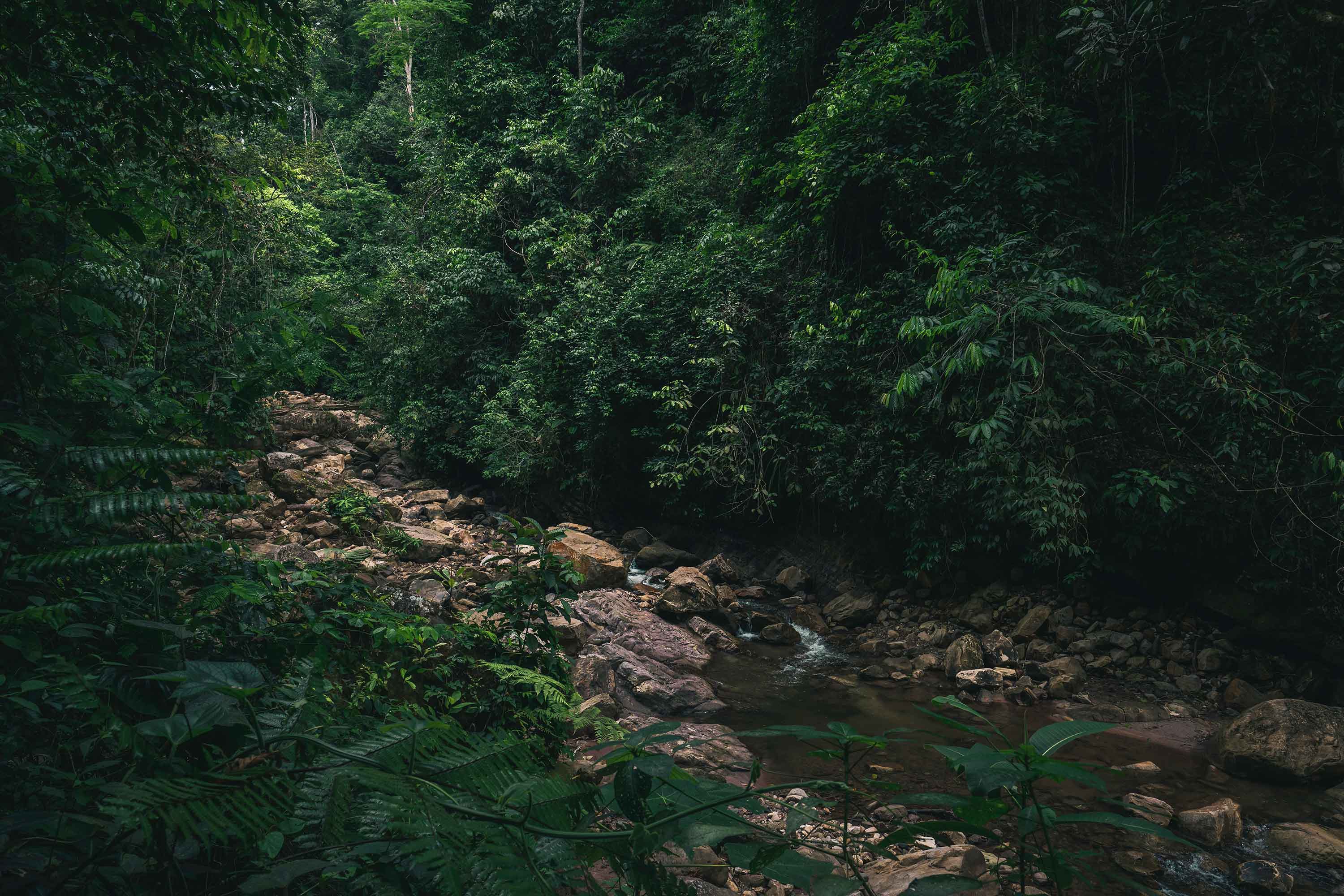 stream running through dense Amazonian forest