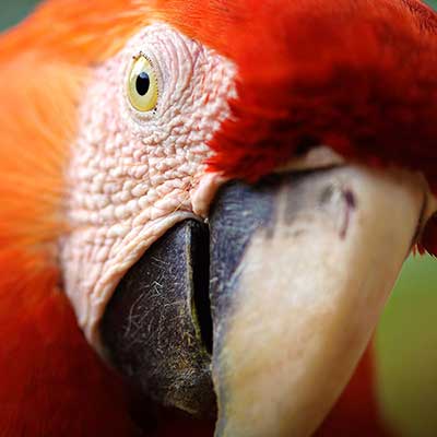 Close up of a red parrot