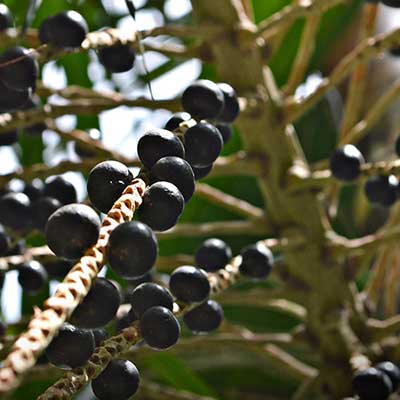 close up of berries growing in the wild