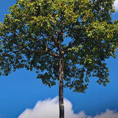 A green tree against bright blue sky