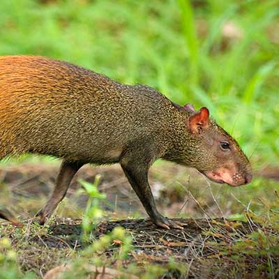 A small furry animal walking through the forest