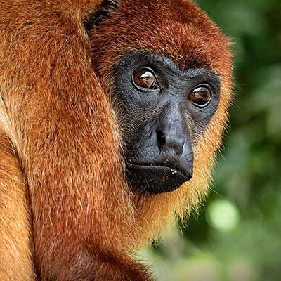 A golden coloured monkey sitting in the trees