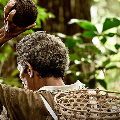 A man collecting in the forest