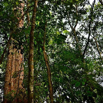 A close up view of a tree in the Brazilian forest