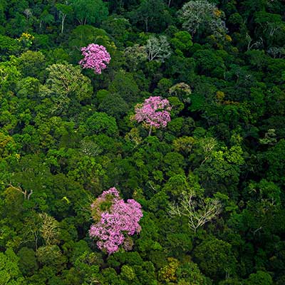 A birds-eye view of Jari Valley with green trees and bright pink plants