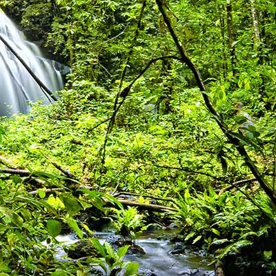 Looking through dense forest with a waterfall in the distance