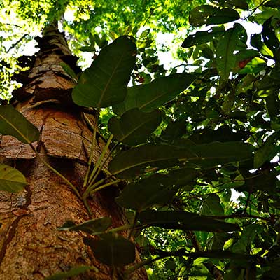 Close up of a tree in the Brazilian forest