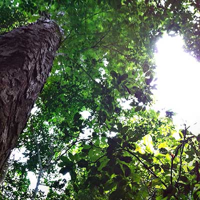 Looking up at a tree showing the trunk, canopy and sky