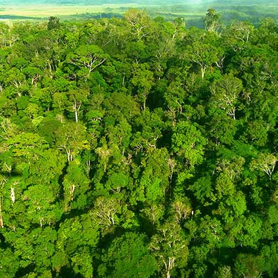 A bids-eye view of dense green forest