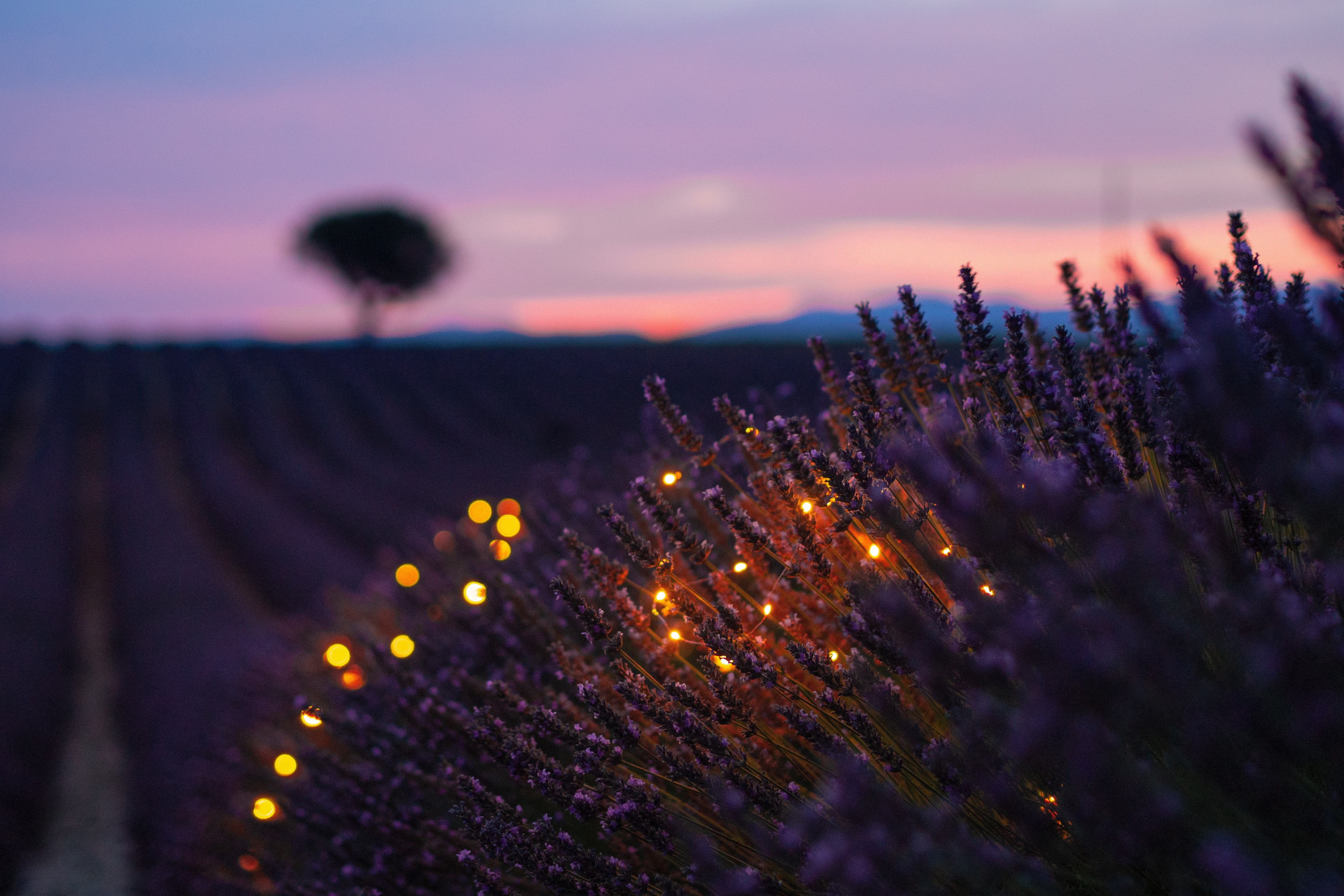 Valensole, Provence