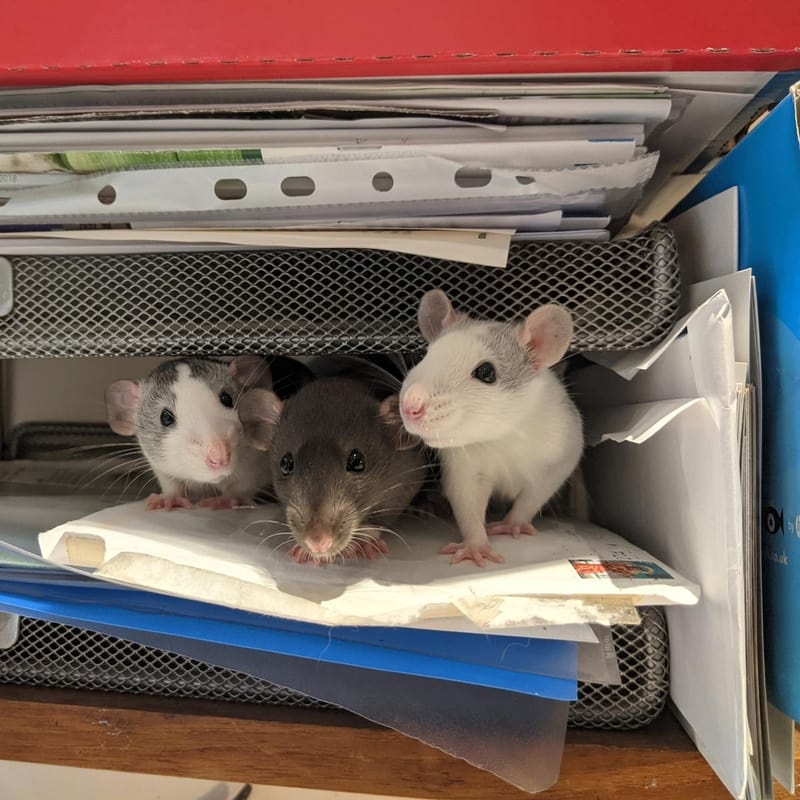 Behaviour Veterinary Practice