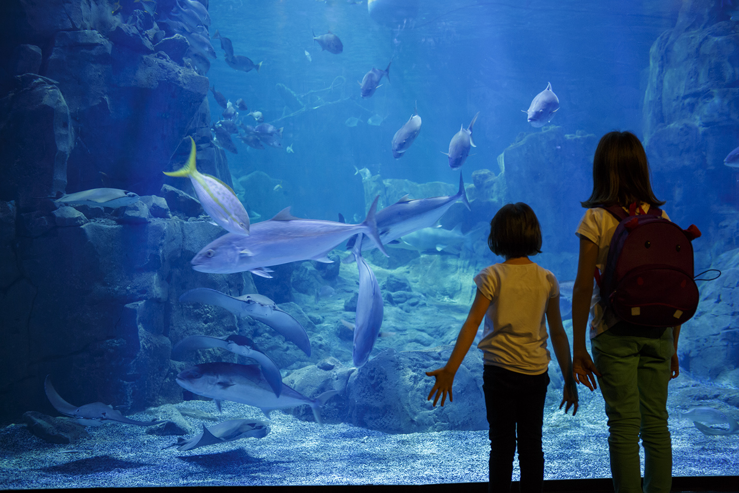 Shark Tank, Ambitious Goals and Measurable Outcomes
