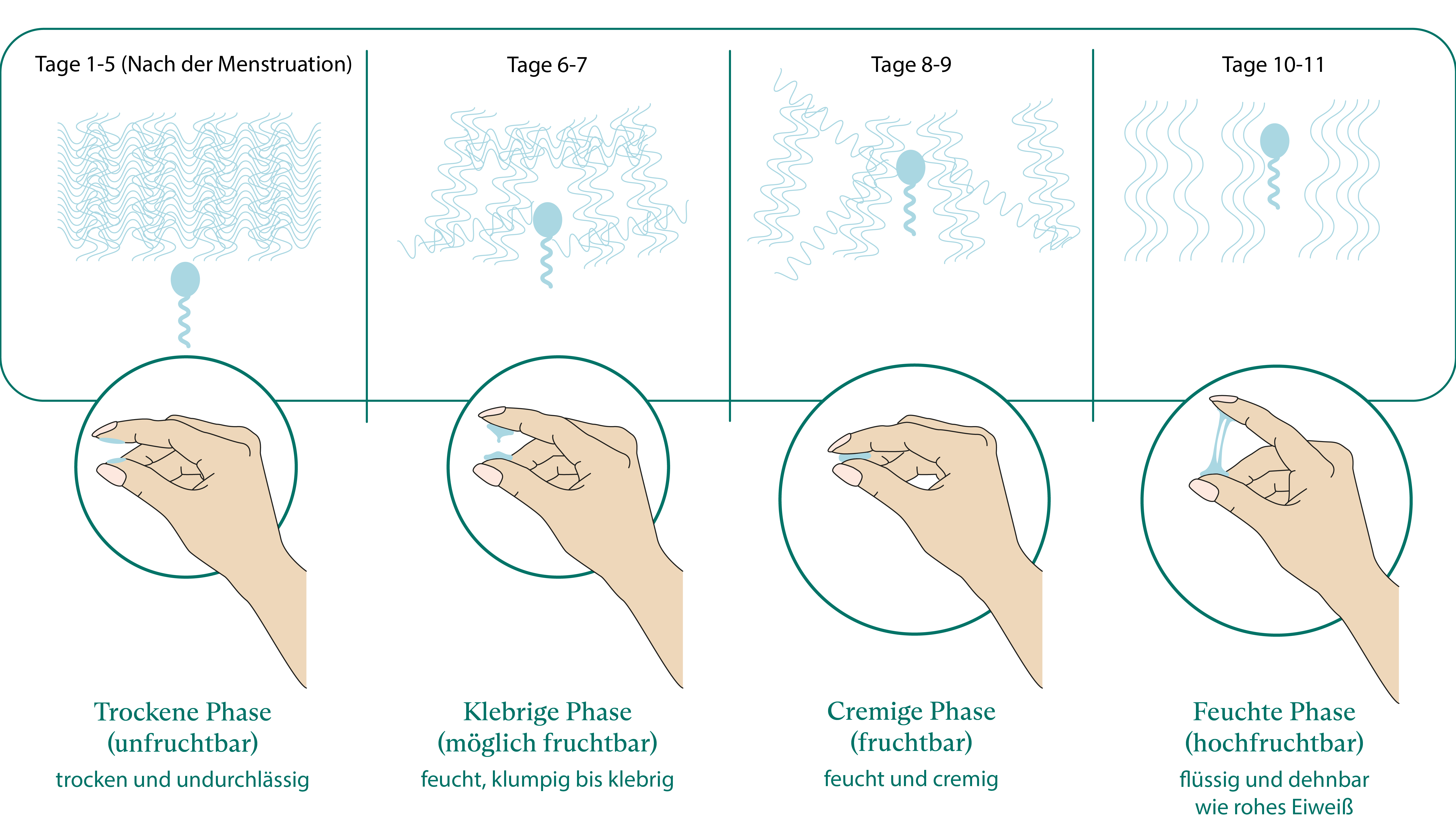 Zervixschleim Fruchtbarkeitskontrolle MySummer