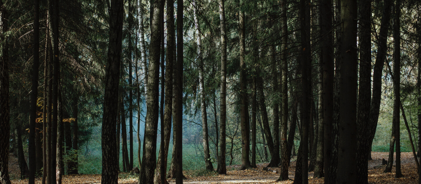 Une forêt
