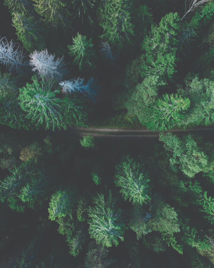 Forêt vue du ciel