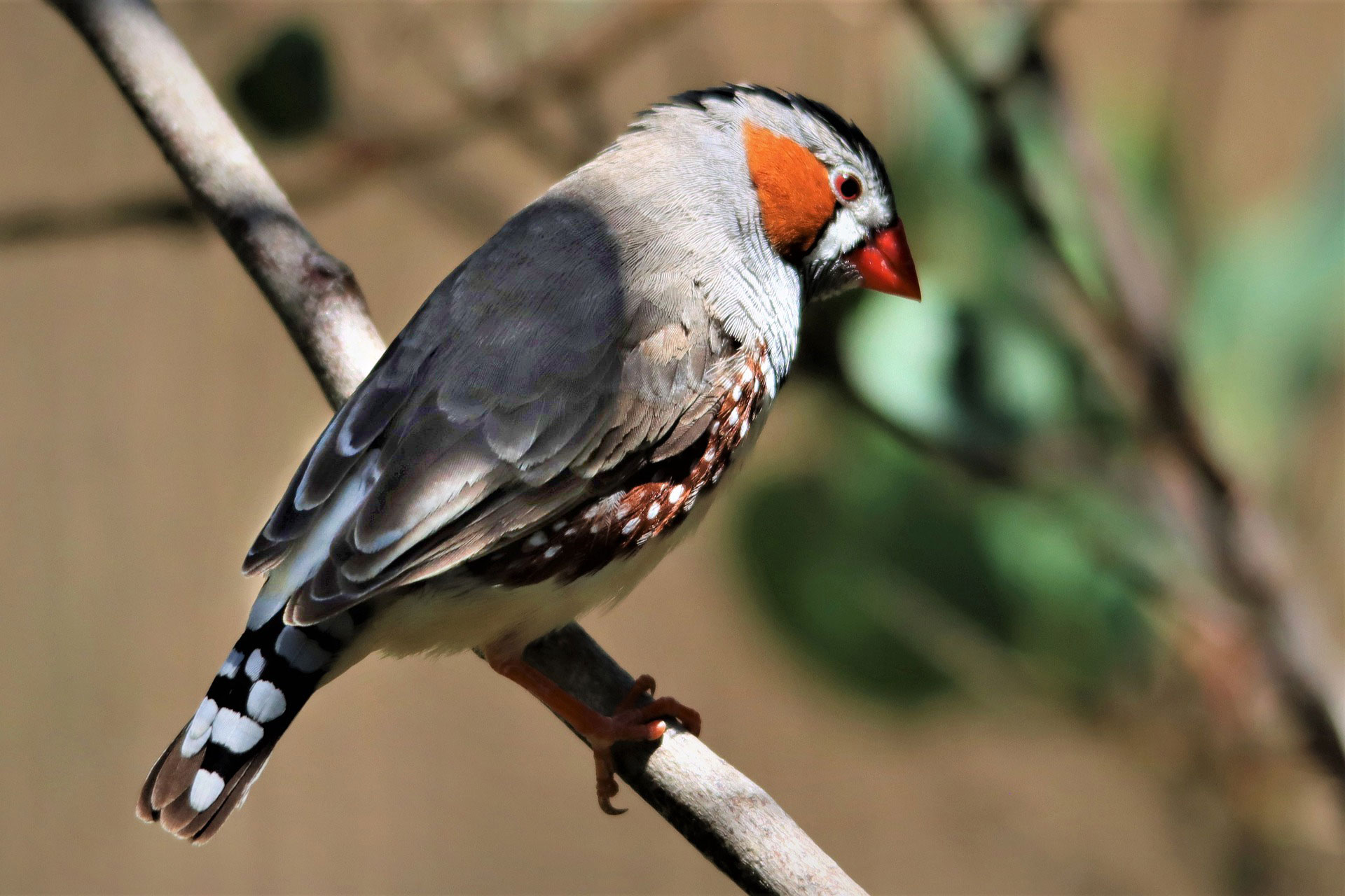 Zebra Finch Paphos Zoo Map