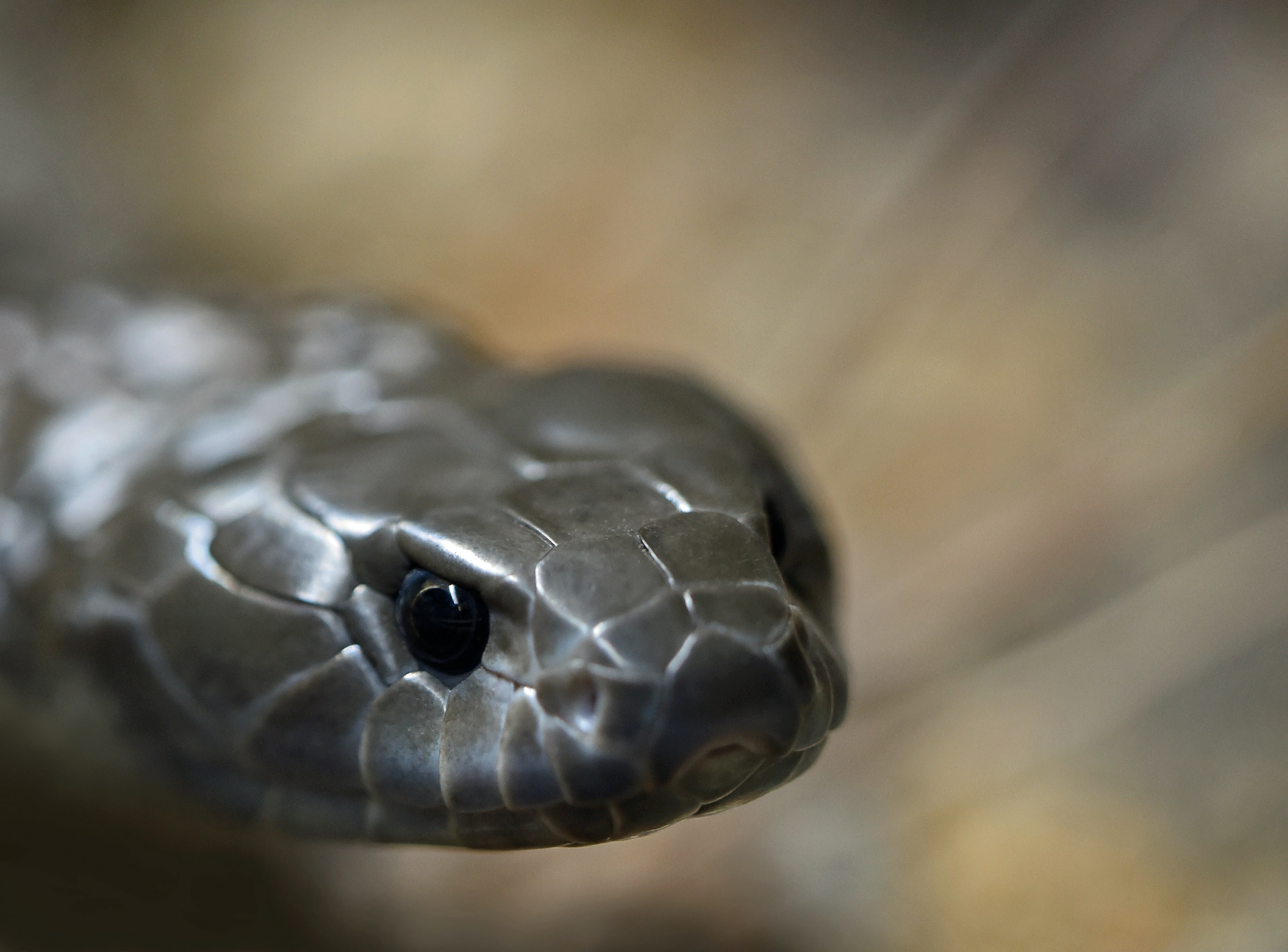 Zebra Spitting Cobra Paphos Zoo