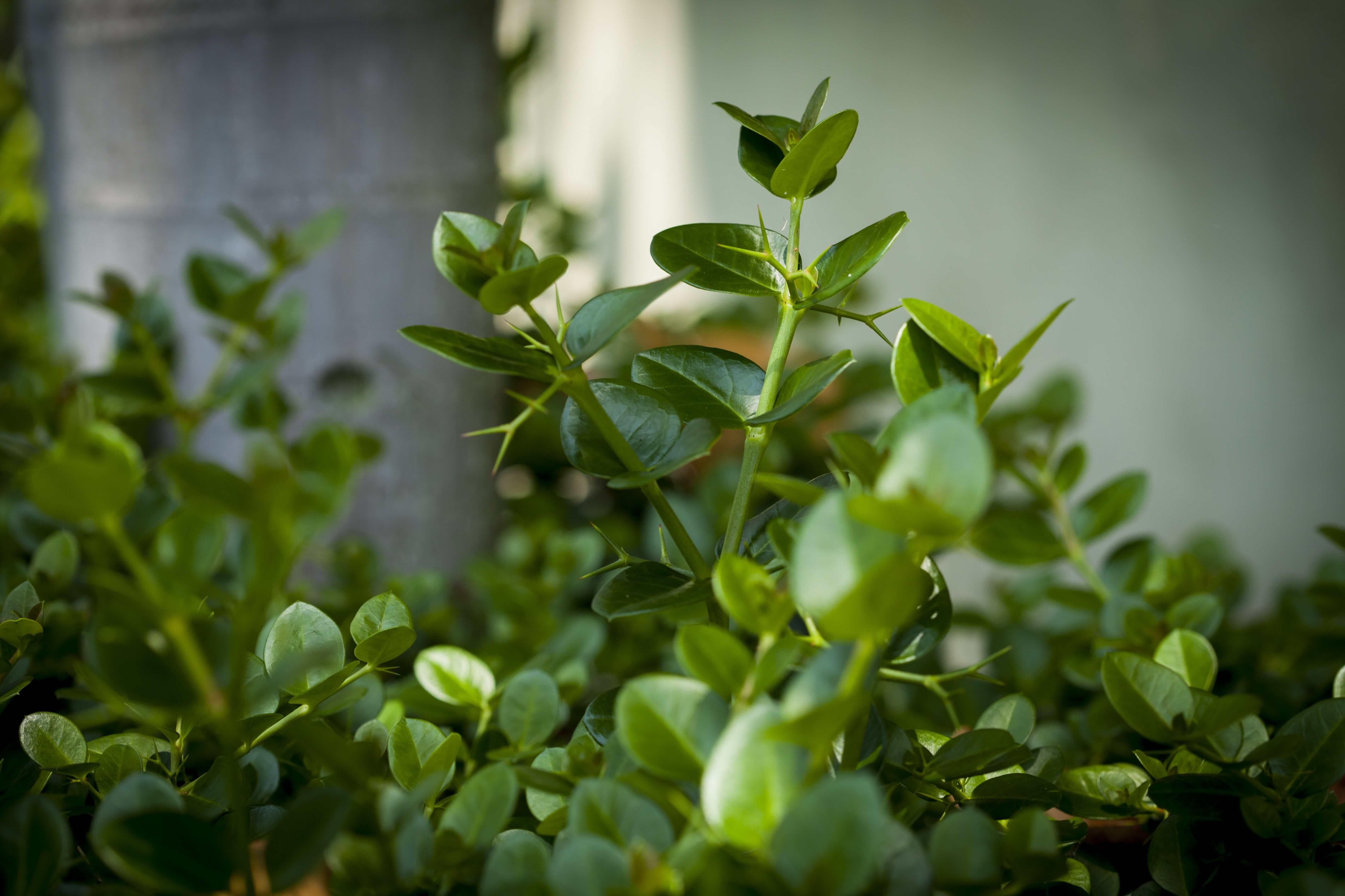 Irrigation Repair Jupiter Causes of Sprinkler Valve Leaks