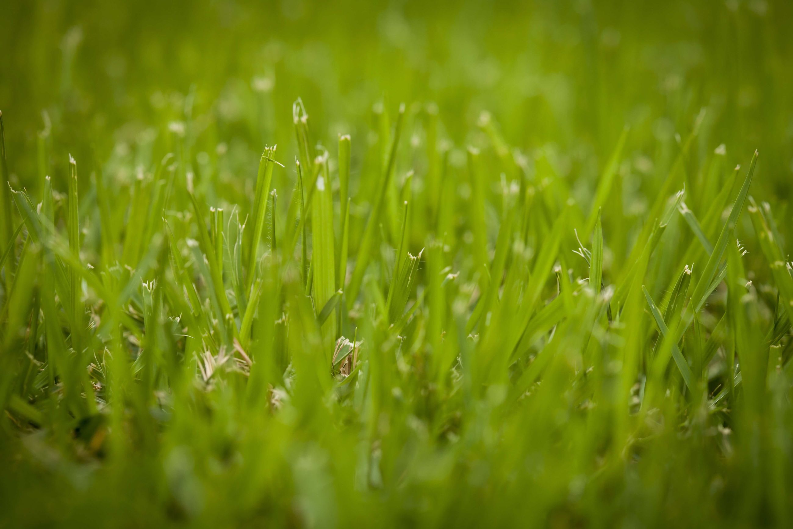 What’s the Most Common Obstruction to Sprinkler Systems?