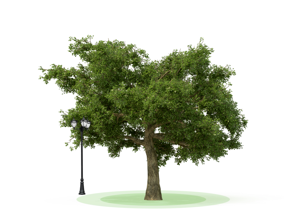 Grality - Arbre en milieu urbain